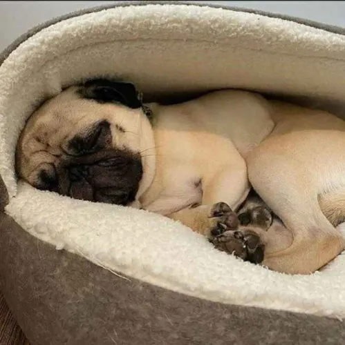 Filhote Pug, Felicidade de Quatro Patas Te Esperando!