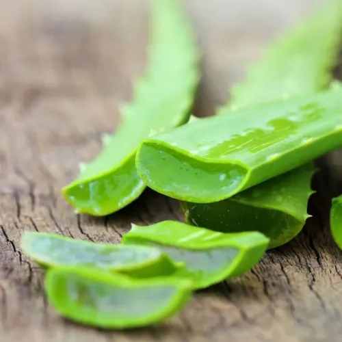 Babosa Aloe Vera planta com inúmeros benefícios