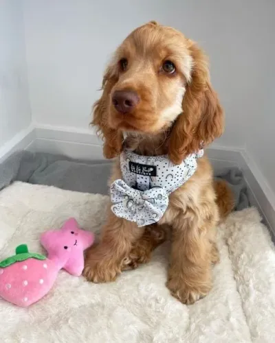 Cocker Spaniel Inglês Alegre e Amoroso