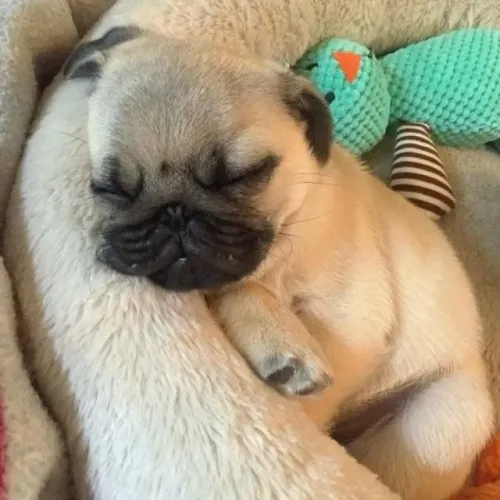 Filhotes de Pug | Vem ver de perto tanta fofura!