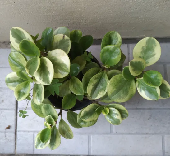 Peperômia Variegata - Linda e charmosa!