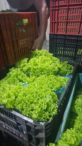 Vaga trabalho em  hidroponia 