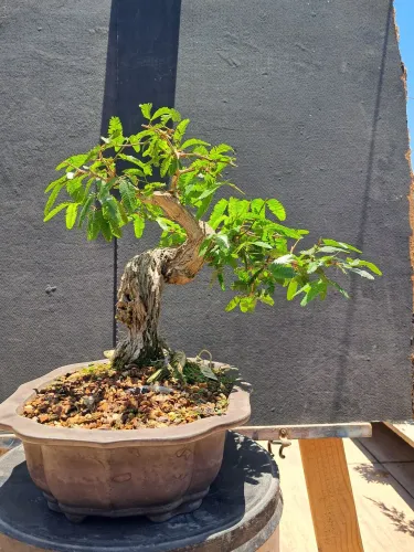 Bonsai de caliandra spinosa