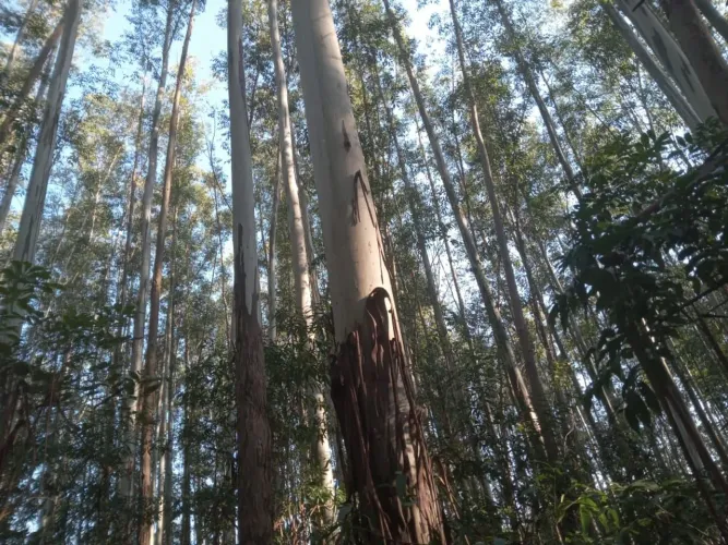 VENDO DOIS ALQUEIRE DE EUCALIPTO COM ÓTIMO PREÇO ACOMBINAR 