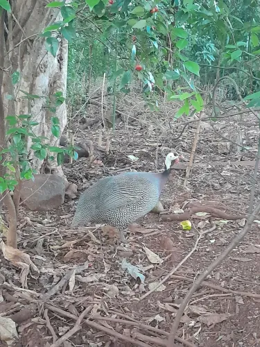 Ovos de angola  francesa 