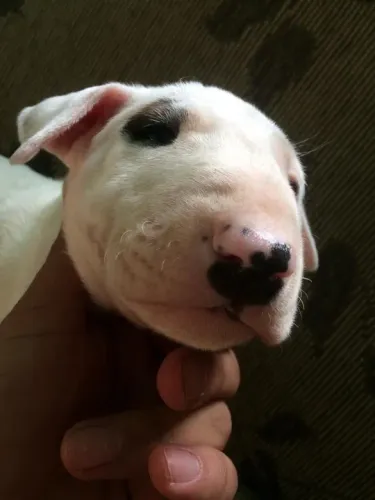 Bull terrier miniatura - Fêmea disponível - Adquira conosco, atendimento 24 hrs