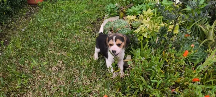 Beagle Mini, Bolinha, Baby, Filhote