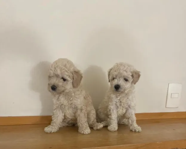 Poodle Toy 