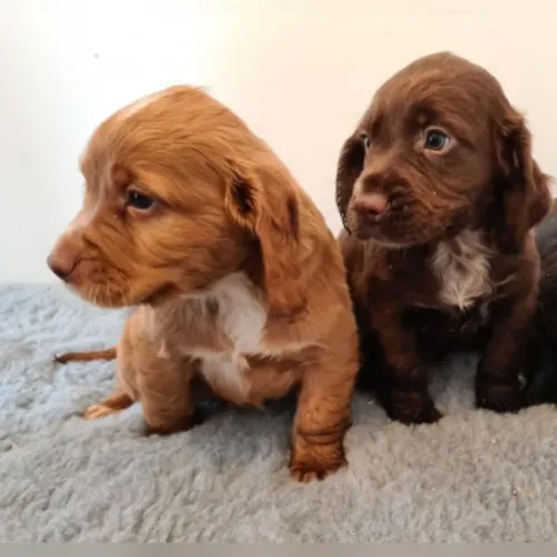 Filhotes de Cocker Spaniel Inglês 