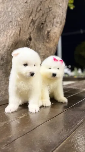 cachorro filhote de samoieda 