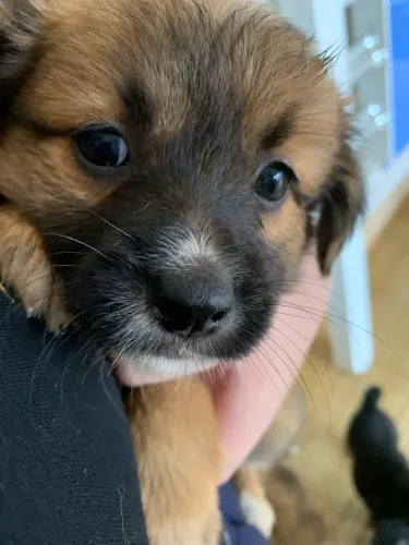 DOAÇÃO DE FILHOTE DE BORDER COLLIE