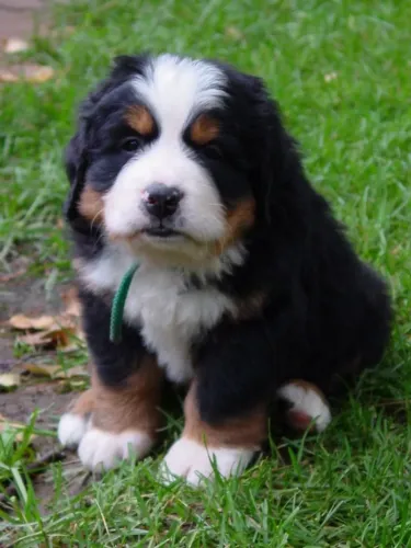 Elegantes Bernese Mountain Dog