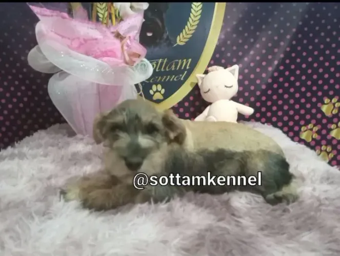 Maravilhosa fêmea de schnauzer 