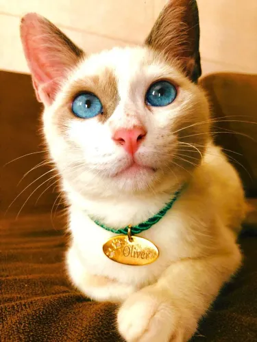 Gatinho para doação 