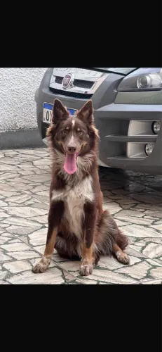 Linda fêmea marrom Border collie vai fazer 1ano
