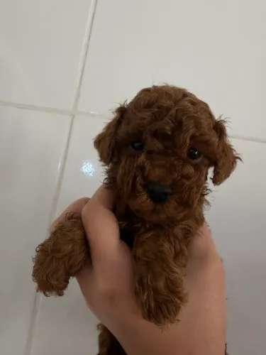 Poodle Toy legítimo pedigree saúde garantida