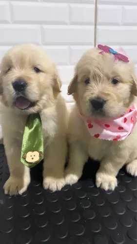 Filhotes de Golden Retriever