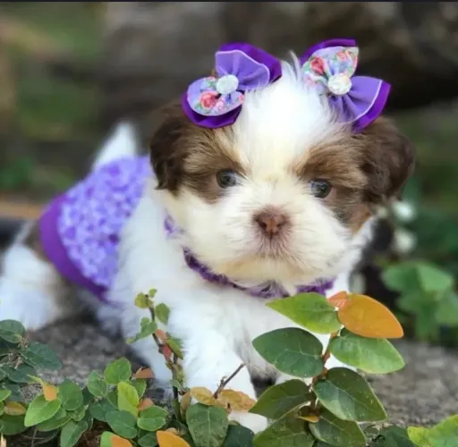 Belíssimo filhotes divido até 12x Mini shihtzu