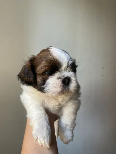 Shitzu macho