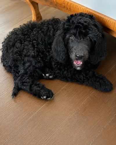 Poodle puro macho e muito fofo