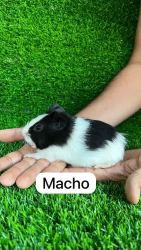 Porquinho da india