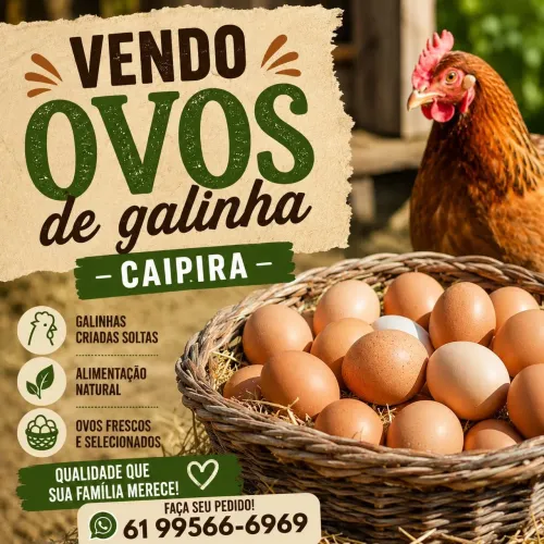 Ovos de galinha caipira e também ovos galados