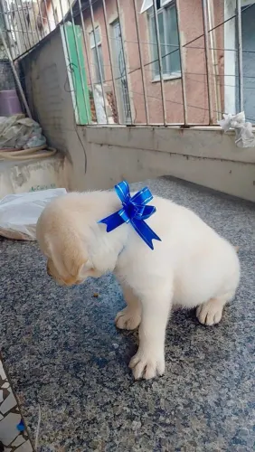 Lindo filhote de labrador