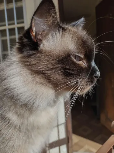 Gata para doação