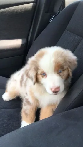 Border Collie - Passa Aqui Para Ver Essa Gracinha