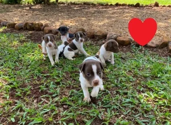Super promo relâmpago doguinhos pequenos fêmeas caminha brinde
