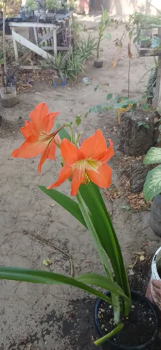 Plantas lírio