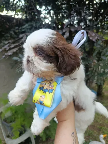 Shih Tzu promoção