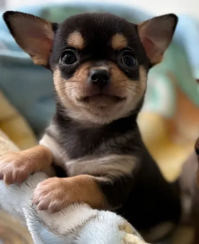 Filhotes de chihuahua de excelente qualidade