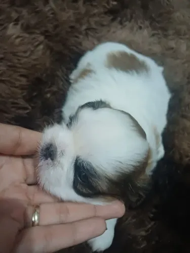 Venda filhote shiht tzu