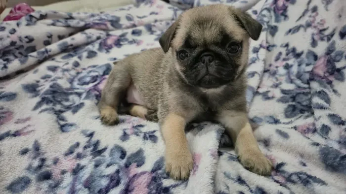 pug fêmea abricó