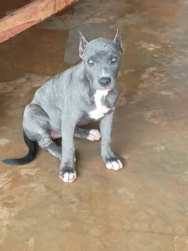 Pitbull staffordshire