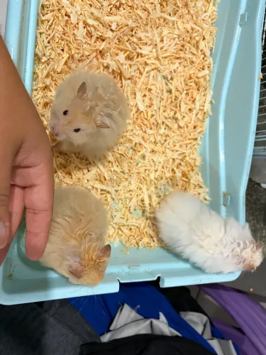 Hamster