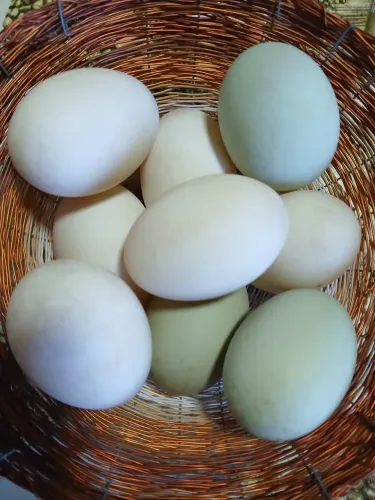 Ovos férteis de marreca rouen de pompom