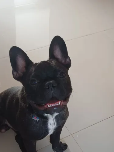 Buldogue Francês, 21 dias.