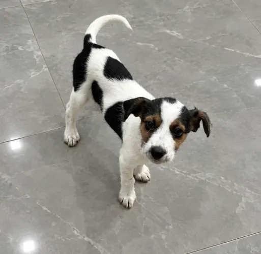 Vendo filhote fox paulistinha