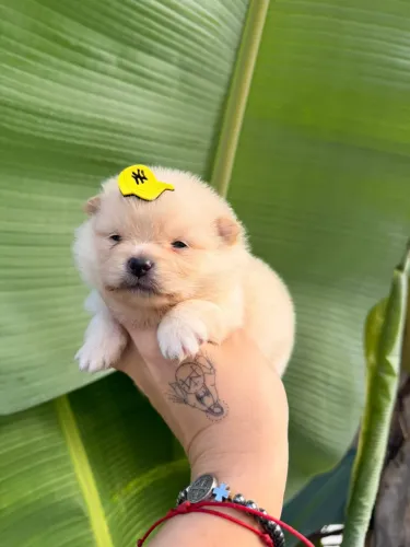 Vendo lindo filhote de spitz alemão micro