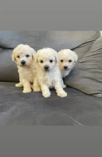 Poodle 