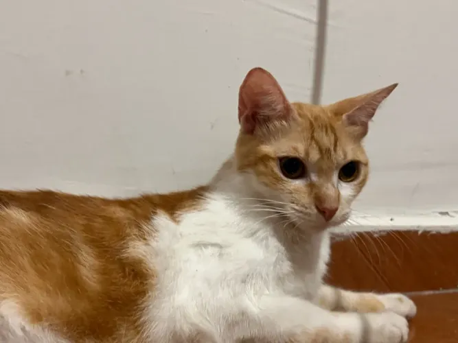 DOAÇÃO DE GATINHA