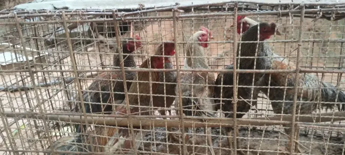Frango caipira criado solto ,fechei 4 para venda