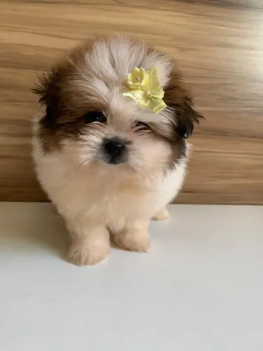 Filhotes fêmea e macho