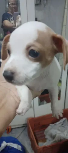 Cachorro pinscher