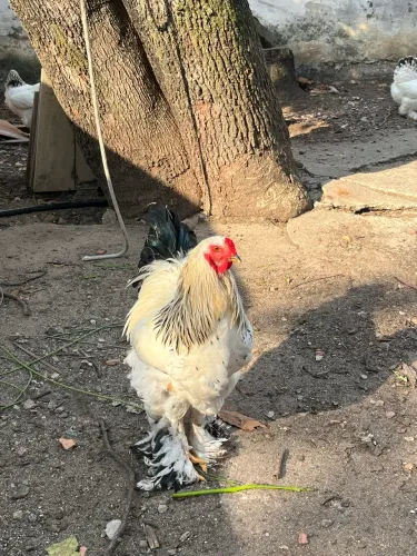 GALO BRAHMA