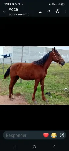Cavalos