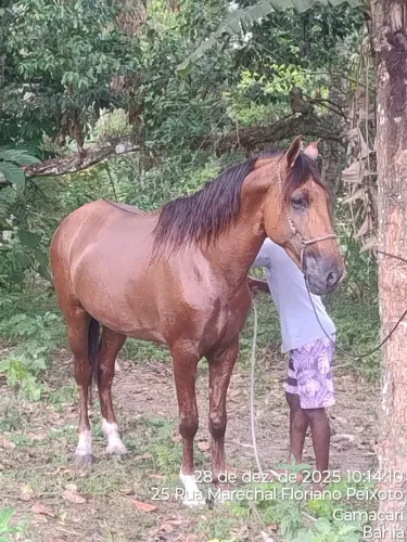 Cavalo campolina 8 anos registrado