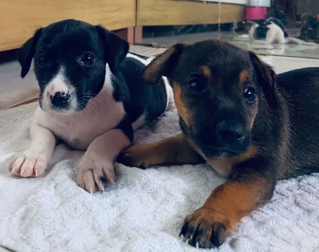 Vendo cachorro  pinche  número  2 só a fêmea  disponível 